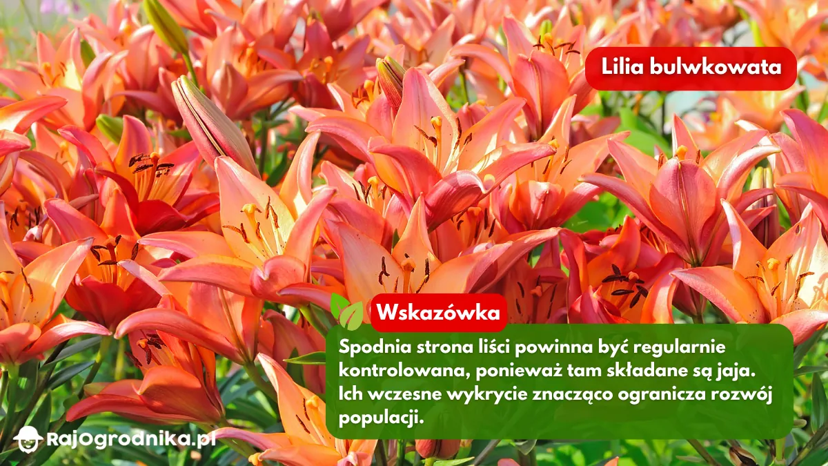 Jak-usuwać-poskrzypkę-liliową-w-ogrodzie-porady-blog-rajogrodnika